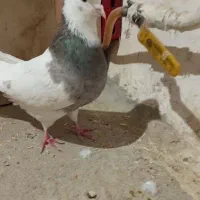 کبوتر طوقی نر