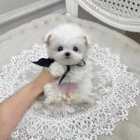 maltese مالتیز