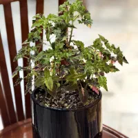 گل های زیبای آپارتمانی