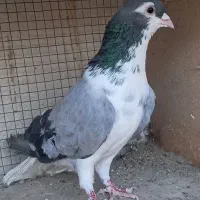 دمگیر گلین کفتر