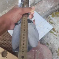 ۲ تا نر دمگیر مست مست|پرنده|خمینی‌شهر, |دیوار