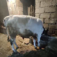 سهتاگاو نر|حیوانات مزرعه|اردبیل, |دیوار