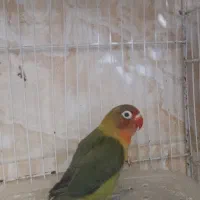 جوجه کوتوله