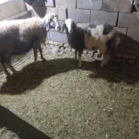 قیمت بیست و هشت میلیون|حیوانات مزرعه|اصفهان, تیران|دیوار