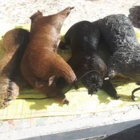 هیزه فروشی|لوازم جانبی حیوانات|خرم‌آباد, |دیوار