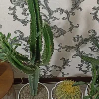 کاکتوس با گلدان|گل و گیاه طبیعی|پرند, فاز ۶|دیوار