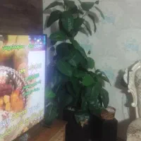 گل فیکوس زیبا وخاص مصنوعی حدود ۲متر برای خاص پ