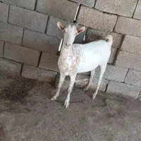 بز آبستن و گیسه