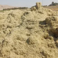 کاه لوبیا قرمز .. بیضا