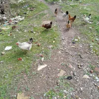مرغ محلی تخم گذار به تعداد ۷ عدد