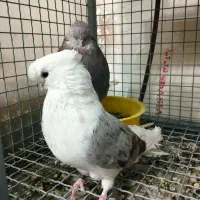 نوک قنار ماده