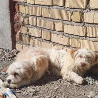 سگ مالتیز|سگ|مرودشت, زنگی آباد|دیوار