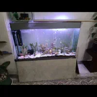 آکواریوم ۱۰۰/۴۰ در ارتفاع شصت|ماهی|رباط‌کریم, رباط‌کریم|دیوار