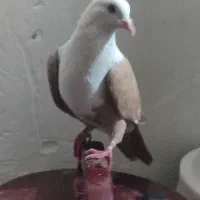 کبوتر|پرنده|مشهد, مهدی آباد|دیوار