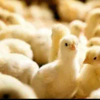 خدمات جوجه کشی با بهترین دستگاه