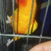 طوطی خورشیدی نر با تعیین جنسیت|پرنده|قرچک, زیبا شهر|دیوار