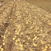 سیب زمینی بذری