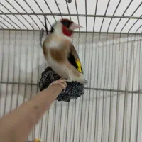 سهره نر 2ساله قغس|پرنده|سردشت, |دیوار