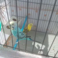 یک جفت مرغ عشق به فروش میرسد