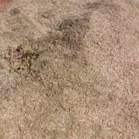 مقدار ۱۰تن کاه لوبیا|حیوانات مزرعه|سده (فارس), |دیوار