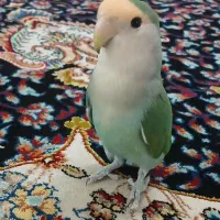 طوطی
