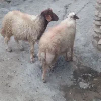 یه جفت قوچ داشی ۲ساله میش رو