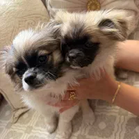دوعدد سگ پیکنیز نرو ماده