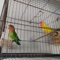 جفت کوتوله برزیلی مولد|پرنده|شیراز, دشت چنار|دیوار