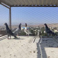 کبوتر یا کفتر|پرنده|بجنورد, |دیوار