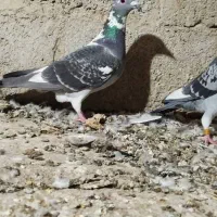 کبوتر مسافتی|پرنده|سیب و سوران, |دیوار