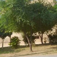 هرس و قطع درخت