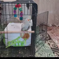 عروس هلندی مولد