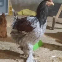 80مرغ وخروس برهما