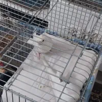 عروس هلندی( نروماده)