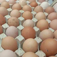 تخم مرغ  نطفه دار سان پارس