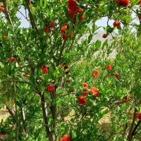باغچه گلنار فارسی