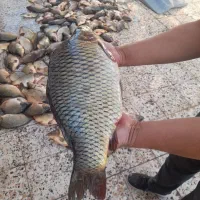 ماهی کپور|ماهی|دزفول, |دیوار