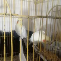 عروس هلندی جفت