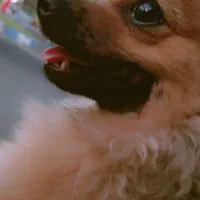 سگ پامرین سایز صفر|سگ|بم, |دیوار