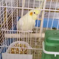 عروس هلندی جوفت با قفس|پرنده|شیراز, سلطان آباد|دیوار