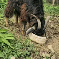 دو عدد بز نرو ماده نژاد دار