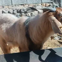 چپش گلابی|حیوانات مزرعه|رابر, |دیوار