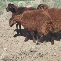 گوسفند و بره نر قزل|حیوانات مزرعه|تبریز, |دیوار