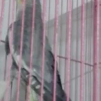 عروس هلندی نر550هزارتومان