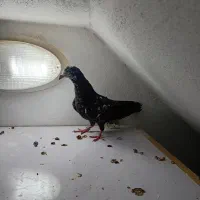 کبوتر پیداشده