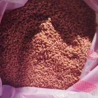 گندم بوجاری شده و سم خورده