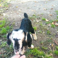 بزغاله بره بزشیرخوار