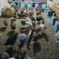 جوجه یک ماهه نژادگلپایگان تک وعمده ومرغ گلپایگان