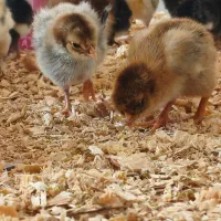 جوجه گلپایگان