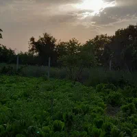 فروش زمین|فروش زمین و ملک کلنگی|خلیل شهر, |دیوار